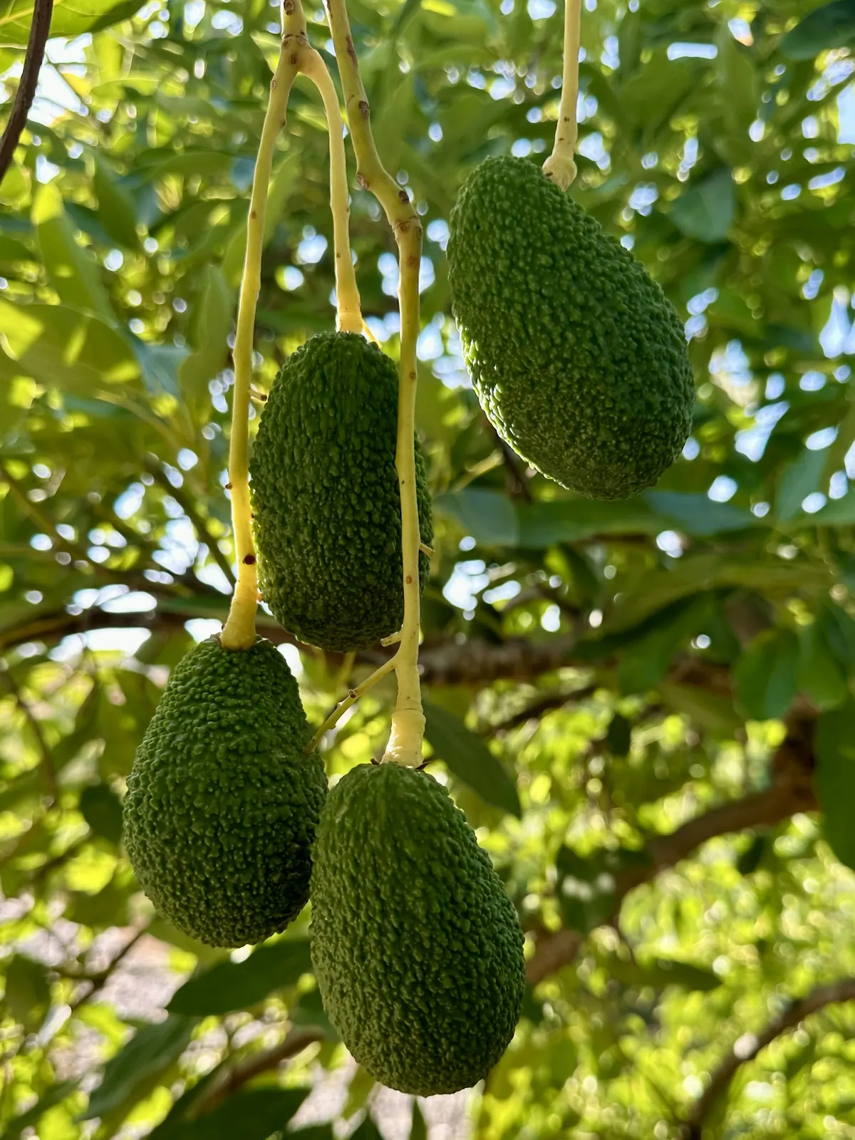 Hass avocados on the tree
