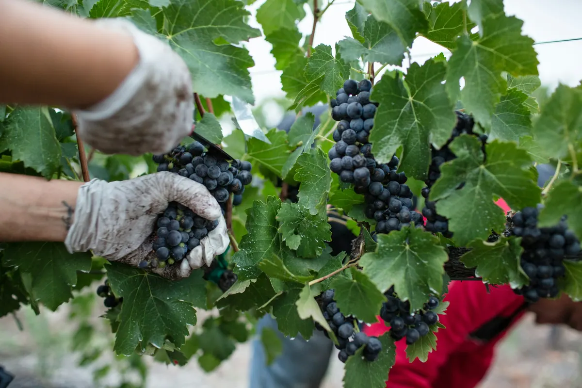 Hand picking table grapes