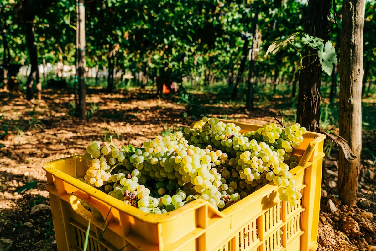 Table grapes in harvest crates