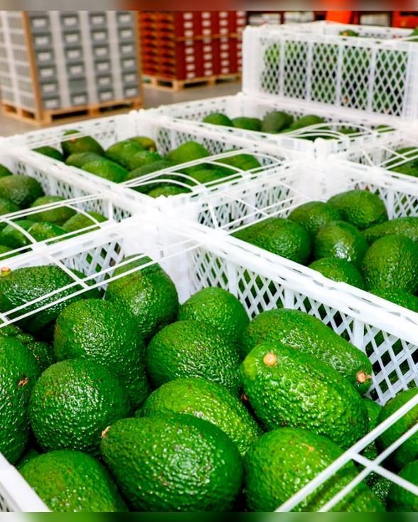 Crates of Peruvian Hass avocados in a packhouse