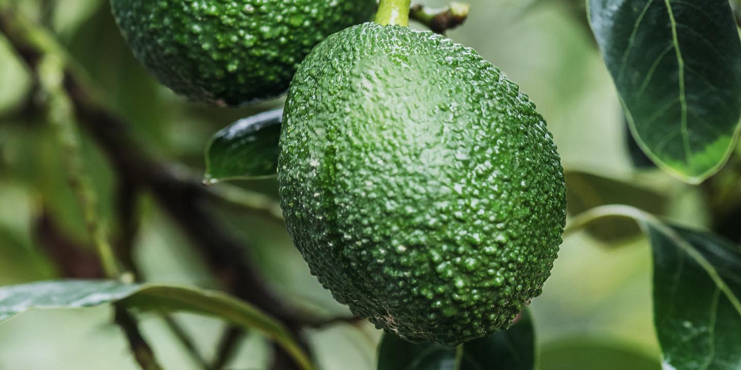 Hass avocados ripening on the tree in a Peruvian orchard