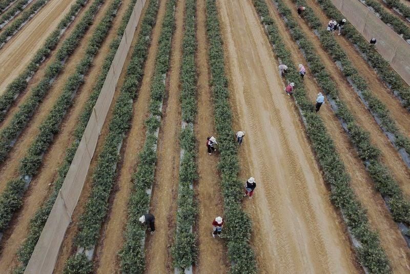 Aerial view of a Peruvian blueberry field during harvest