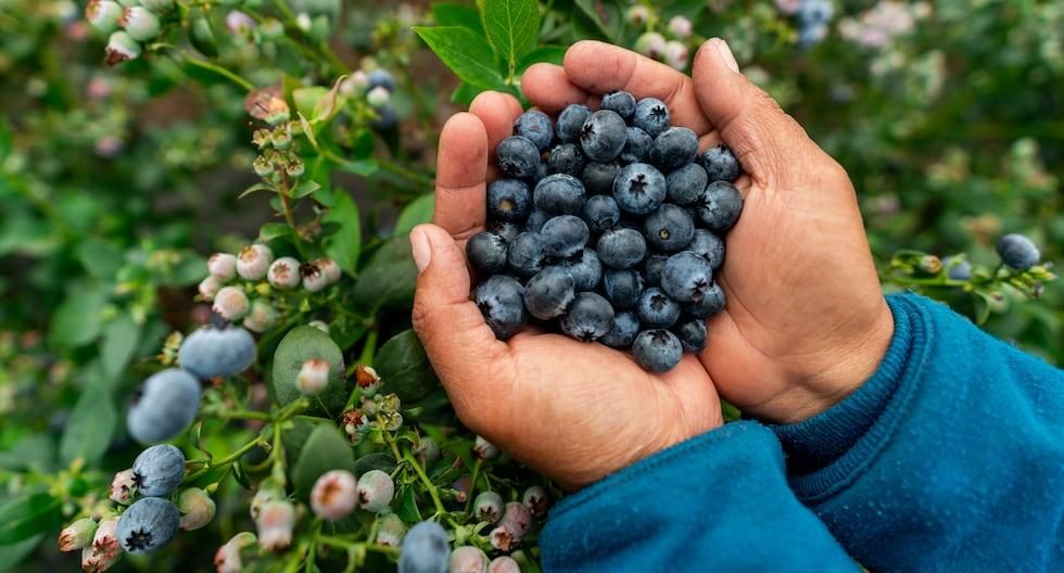 Hands holding freshly picked Peruvian blueberries