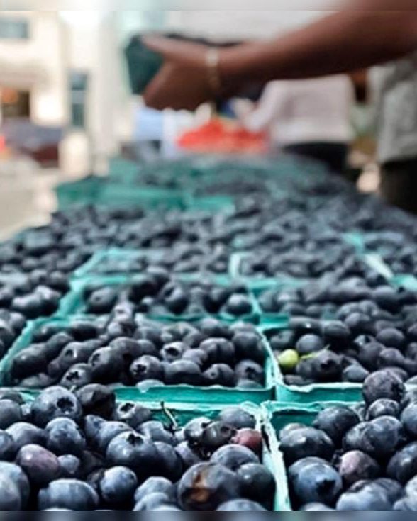 Fresh Peruvian blueberries in retail punnets on the packing line