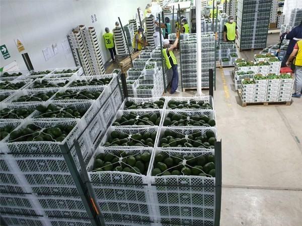 Workers grading and packing Hass avocados at a Peruvian packhouse